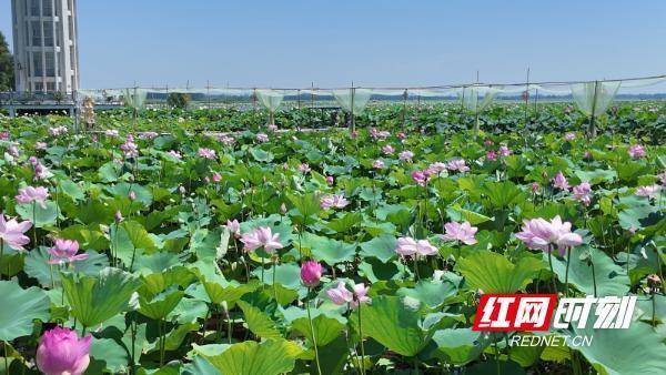 优配利 身临“荷风洞庭”——岳阳新媒体人聚焦君山生态与人文之美